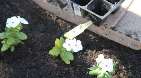 planting flowers