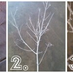 #DIY frosted tree branches and letters to santa by Bridgywidgey on iheartnaptime.net