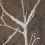 #DIY frosted tree branches and letters to santa by Bridgywidgey on iheartnaptime.net