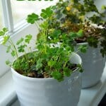 Best Saint Patricks Food and Crafts 31