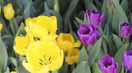spring decor inspiration