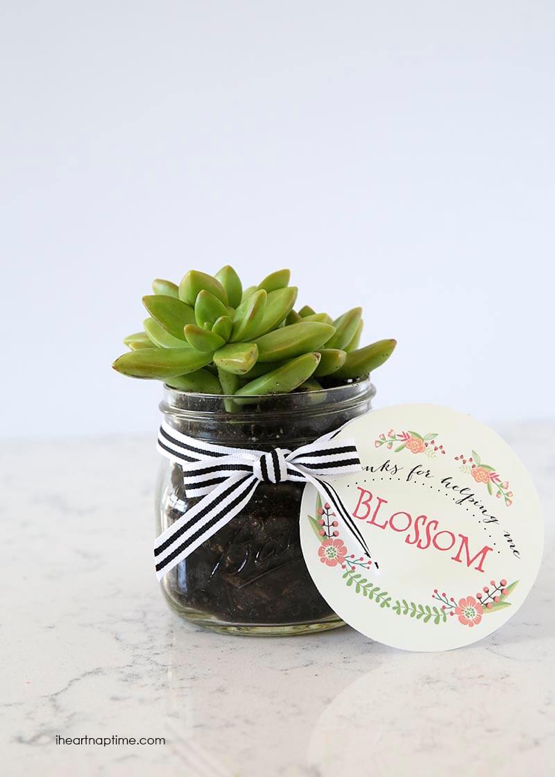 DIY succulent gift idea I Heart Nap Time