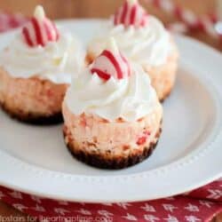 mini peppermint cheesecakes on a white plate
