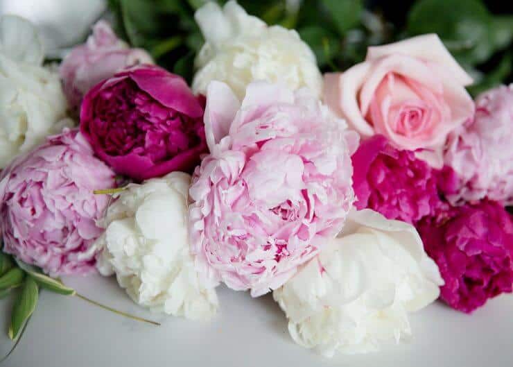 Pink peonies and roses 