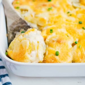 scalloped potatoes