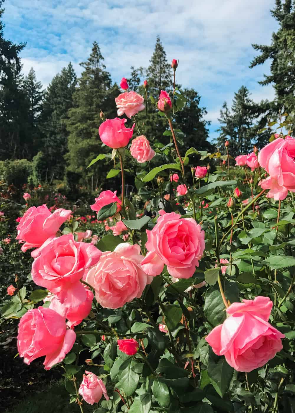 portland rose garden