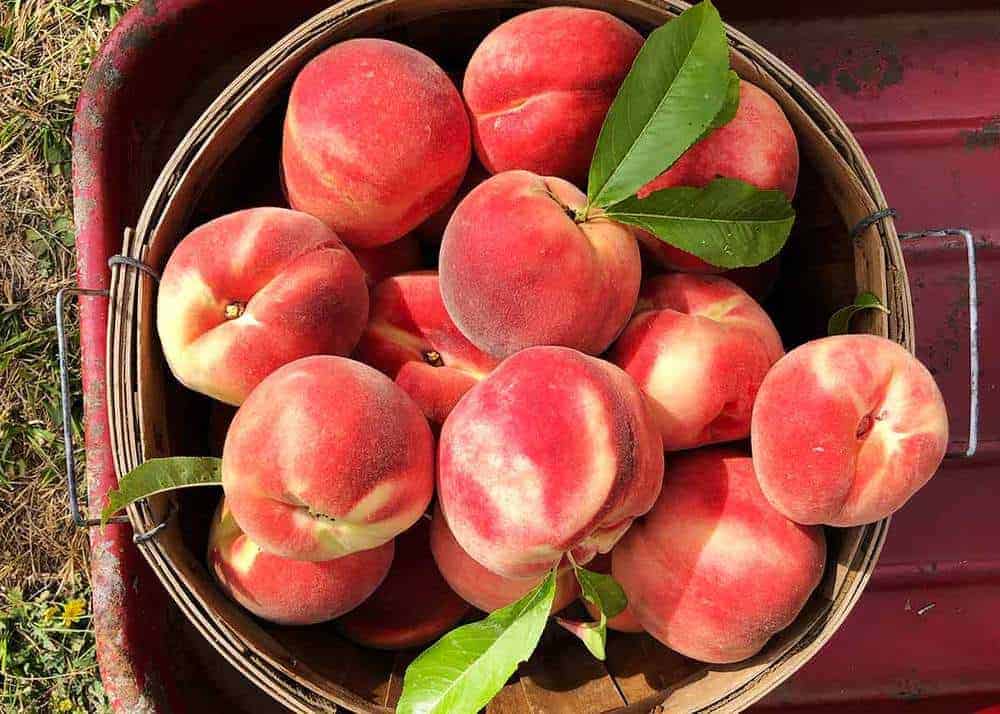 Basket of freshly picked peaches.