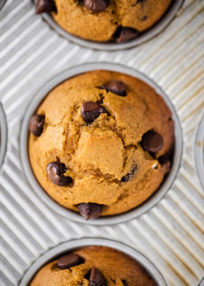 Pumpkin chocolate chip muffins in a muffin tin. 