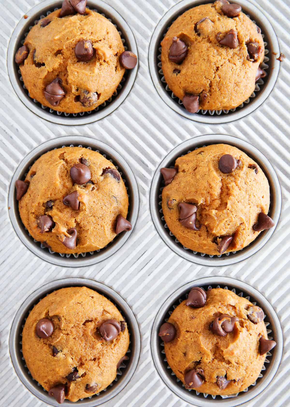 Chocolate chip pumpkin muffins in a muffin pan.