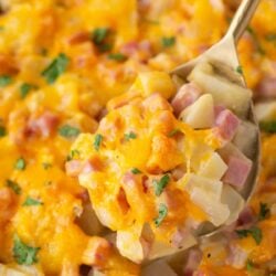 Spoonful of ham and potato casserole.