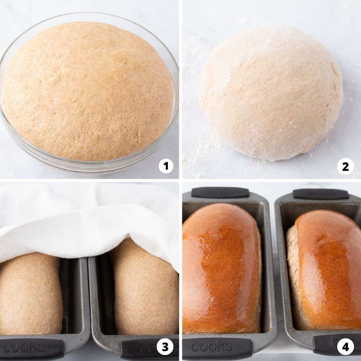 Showing how to make homemade wheat bread in a 4 step collage.