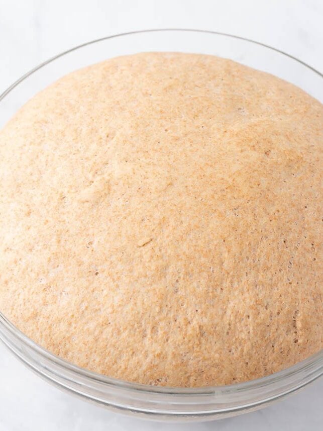 Whole wheat bread dough doubled in size and ready to punch down.