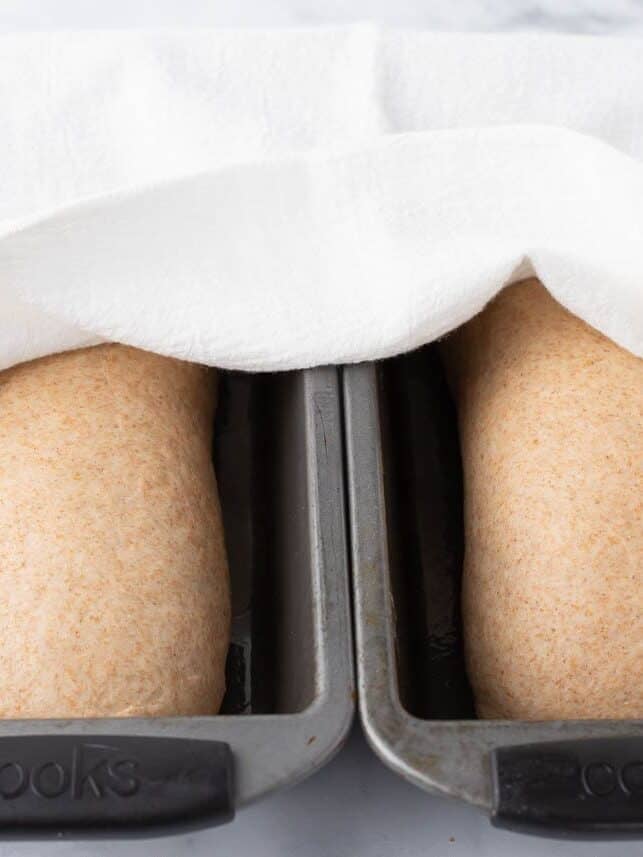 Shaped loaves in the bread pans for the second rise.